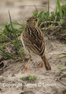 Yellowish Pipit