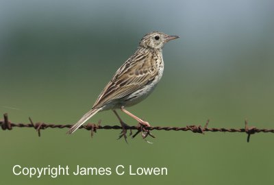 Pipits to seedeaters