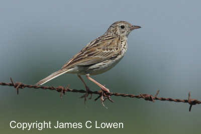 Hellmayr's Pipit