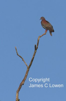 Pale-vented Pigeon