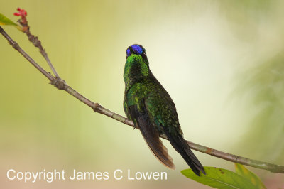 Violet-capped Woodnymph