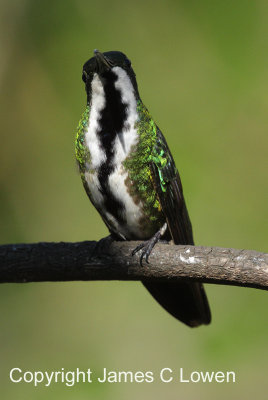 Black-throated Mango