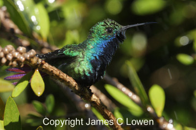 Black-throated Mango