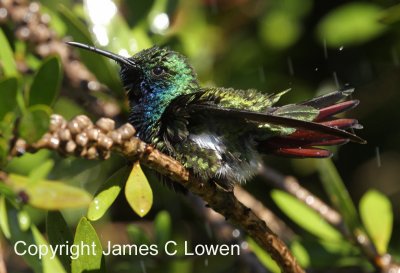 Black-throated Mango