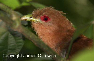 Squirrel Cuckoo