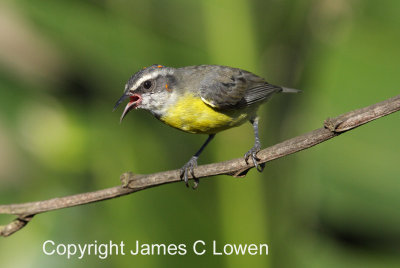 Bananaquit