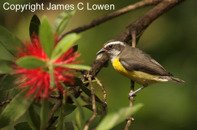 Bananaquit