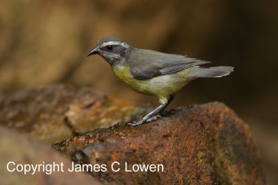 Bananaquit