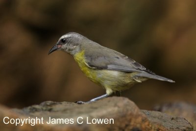 Bananaquit