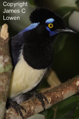 Plush-crested Jay