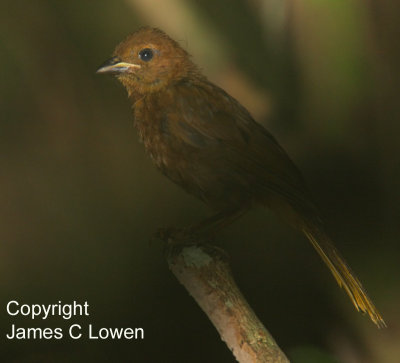 Red-crowned Ant-tanager