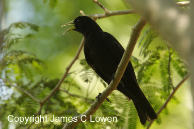 Red-rumped Cacique