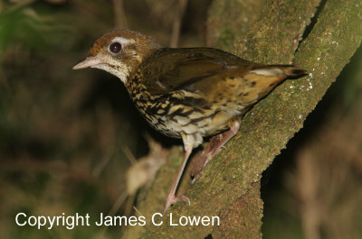 Short-tailed Antthrush