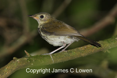 Southern Antpipit