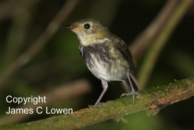 Southern Antpipit