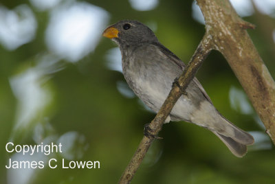 Temminck's Seedeater