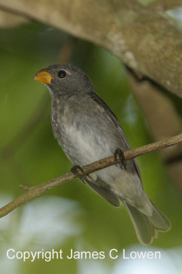 Temminck's Seedeater