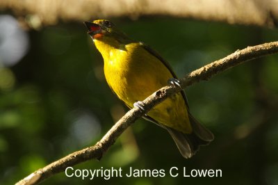 Violaceous Euphonia