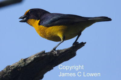 Violaceous Euphonia