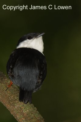 White-bearded Manakin