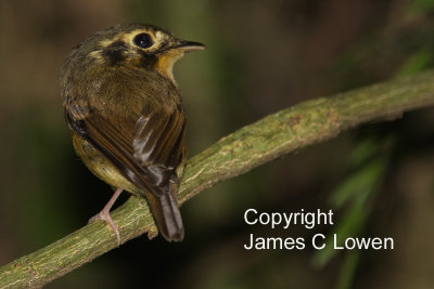 White-throated Spadebill