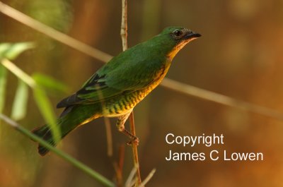 Swallow-Tanager