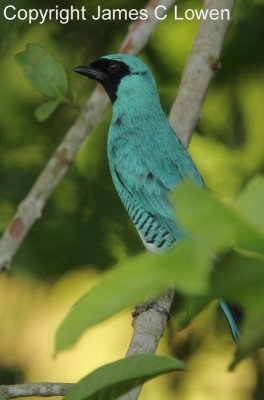 Swallow-Tanager