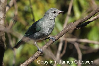 Sayaca Tanager