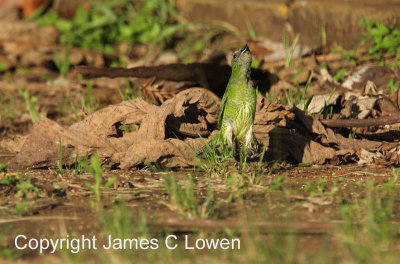 Swallow-Tanager