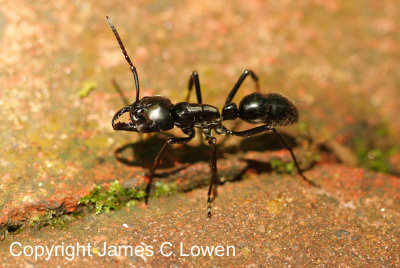 trap-jaw ant (Odontomachus sp.)