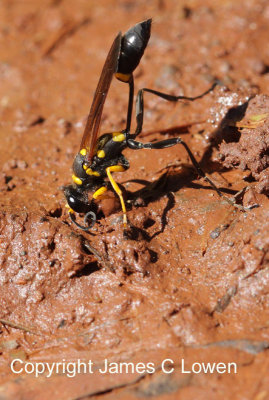 mud-dauber wasp (Sceliphron sp.)
