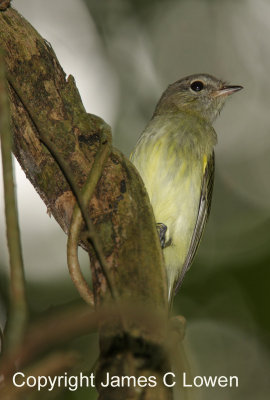 Greenish Elaenia