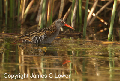 Austral Rail