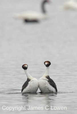 Hooded Grebe