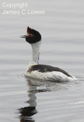 Hooded Grebe