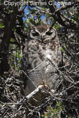 Magellanic Horned Owl