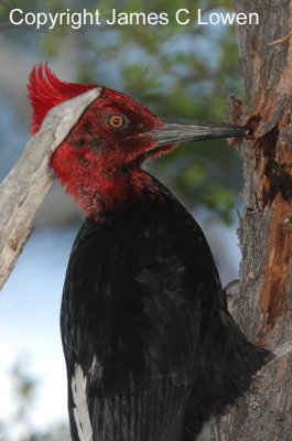 Magellanic Woodpecker