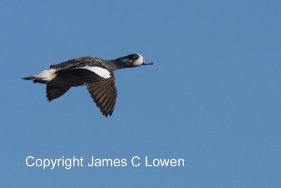 Chiloe Wigeon