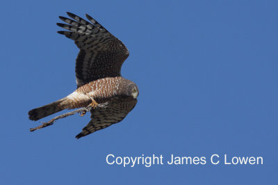 Cinereous Harrier