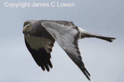 Cinereous Harrier