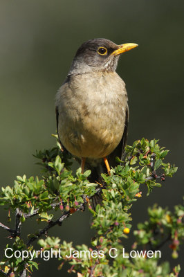 Austral Thrush