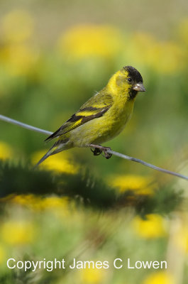 Black-chinned Siskin