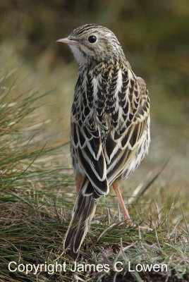 Correndera Pipit