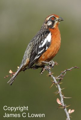 Rufous-tailed Plantcutter