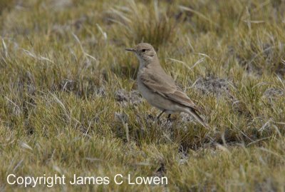 Short-billed Miner