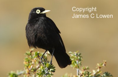 Spectacled Tyrant