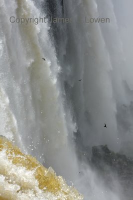 Swifts at Iguazu Falls