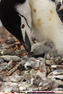 *NEW* Chinstrap Penguin and chick