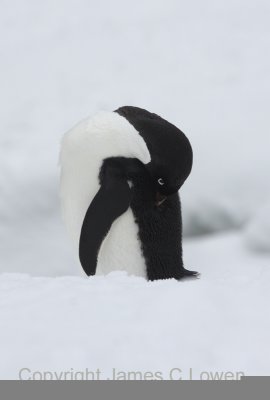 *NEW* Adelie Penguin