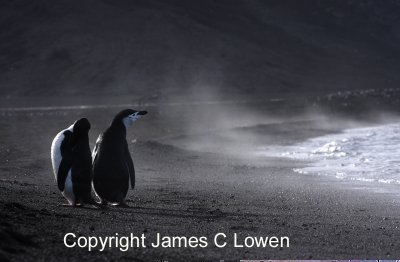 *NEW* Chinstrap Penguins at Whaler's Bay